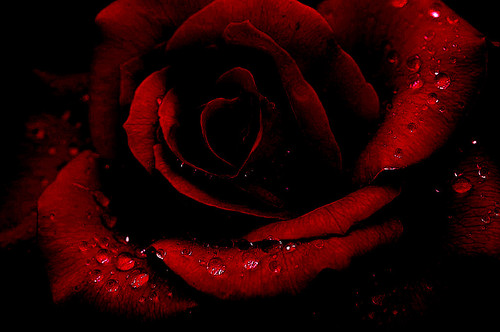 Red_Rose